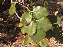Image result for Pterocarpus rotundifolius