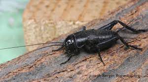 How did i get crickets? How To Get Rid Of Crickets From Your House 3 Effective Ways 6 Home Remedies Pest Wiki