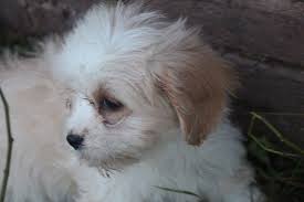 We found 49 'cavapoo puppies' adverts for you in 'dogs and puppies', in the uk and ireland. Cavapoo Puppies For Sale Madison Wi 174405 Petzlover