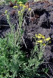 Image result for Nidorella ivifolia