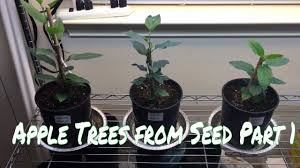 They are now about 18 inches tall, but i think you are saying that they will be. How To Grow An Apple Tree From Seed 5 Months Old Youtube