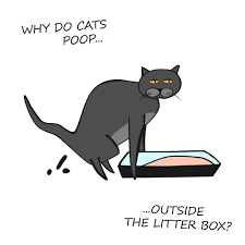 Feb 16, 2021 · five ways to stop a cat from pooping on the floor put the litter box in the right place: Cat Pooping On Floor Randomly How To Solve This Quickly