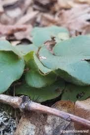 Image result for Erlangea remifolia