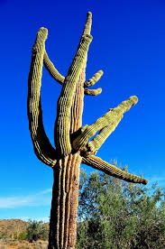 The saguaro cactus has a smooth, waxy skin and, when mature, is covered with 5cm (2in) long spines. Saguaro Wikipedia