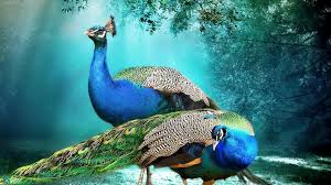 Download all nature wallpapers for free and use them for your desktop or smartphone screen. Lock Screen Beautiful Full Screen Attractive Wallpaper Hd Novocom Top