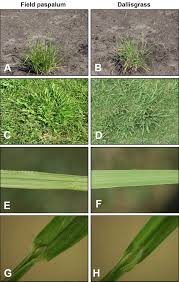 Image result for Paspalum