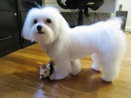 How To Groom And Trim Maltese Dog Haircuts Styles Pictures Long And Short In Summer Or Winter These Hairsty Maltese Haircut Maltese Dogs Maltese Dogs Haircuts