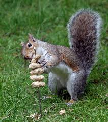 Rights of squirrels