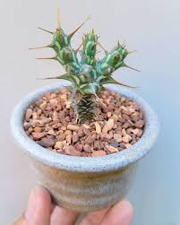 Image result for Euphorbia unicornis