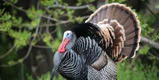 Obey all turkish visa regulations and maintain valid residence permits at all times. 8 Ways To Help Turkeys In Your Woods