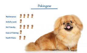 Black pekingese (6 years old). Pekingese Dog Breed Everything You Need To Know At A Glance