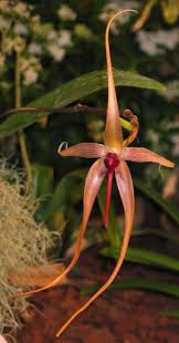 Image result for Bulbophyllum intertextum