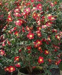 If you have camellia in a container and you live in cooler climates. Pin On Dave S Plant Call Outs