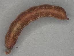 Image result for Indigofera microscypha