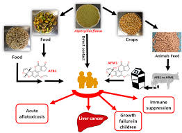 Controlling Aflatoxin Contamination And Propagation Of Aspergillus Flavus By A Soy Fermenting Aspergillus Oryzae Strain Scientific Reports