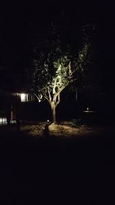 Light Inside The Olive Tree And 2 Up Lights At The Base Of The Tree Olive Trees Have Leaves With White Fuzz On Th Landscape Lighting Colorful Leaves Landscape