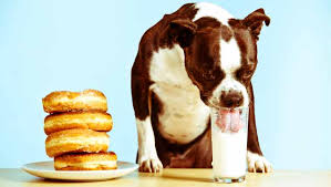 However, the best milk for puppies is bitch's milk. Can Dogs Drink Milk Is Milk Safe For Dogs Dogtime