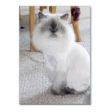 Birman Kittens For Sale Usa Himalayan Cat Greeting Cards Set By Beadloverskorner On Etsy 9 99 Katt