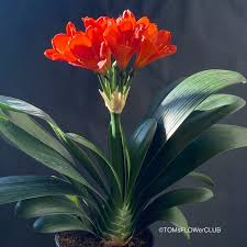 Image result for Clivia miniata