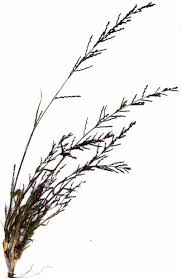 Image result for Leptochloa panicea