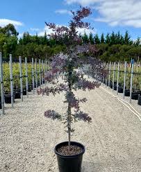 Image result for Acacia baileyana