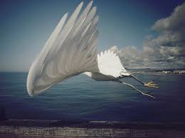 You Flow Like A Feather In A Beautiful World I Ll Fly Away Oh Glory I Ll Fly Away In The Morning Beautiful Birds Birds In Flight Animals