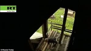 Image result for sutyagin house