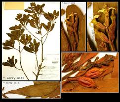 Image result for Lumnitzera racemosa