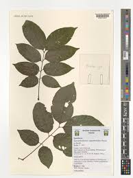 Image result for Lecaniodiscus