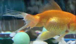 Pin By Aquatico On Fin Rot Diease Treatment Aquarium Fish Fish Fin Treatment