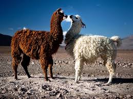 Travel Photo Of The Week National Geographic Llama Animals Animals Beautiful