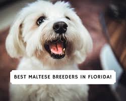 We use the akc havanese breed standard as our guide so our dogs look and act like those havanese you've fallen in love with. 7 Best Maltese Breeders In Florida 2021 We Love Doodles