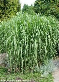 Miscanthus × giganteus, also known as the giant miscanthus, is a sterile hybrid of miscanthus sinensis and miscanthus sacchariflorus. Ozdobnice Obrovska Miscanthus X Giganteus Miscanthus Giganteus Outdoor Spa Food Forest