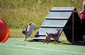 Check out free pets!! adopt me!. Dog Parks City Of Plymouth Mn