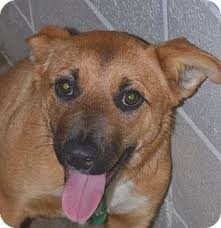 These intelligent canines are known for their jobs as police assistants, search and rescue pups, contraband sniffers, service dogs and more. Preston Ct German Shepherd Dog Mix Meet Chickapee A Puppy For Adoption Http Www Adoptapet Com Pet 18088685 Preston Conne Dogs Dog Training Near Me Pets
