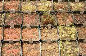 Lake badgerup) drosera nitidula x pulchella drosera madagascariensis drosera nidiformis drosera sp. Growing Pygmy Drosera Icps