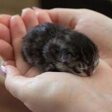 Precious Cute Animals Cats Cute Baby Animals