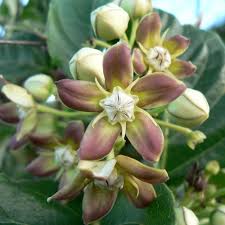 Image result for Mondia ecornuta