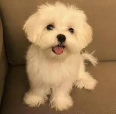 Maltese Terrier Istanbul Eminonu Fiyatlari Ikinci El Sifir Kiralik Ilanlar
