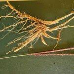 Image result for Ischaemum afrum