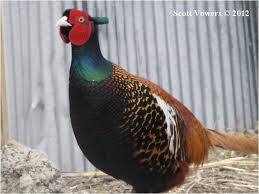 Small Brown Bird With White Ring Around Neck Bianchi S Pheasant Phasianus Colchicus Bianchii Pheasant Common Pheasant World Birds