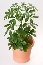 Umbrella Plant Care How To Grow Umbrella Plants Umbrella Plant Care Common House Plants House Plant Care