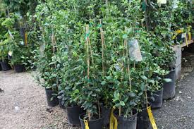 Hi, i hope you might help me select the most appropriate flowering vine for my situation. Vines For Growing In Houston Choosing The Right Vine For Your Garden