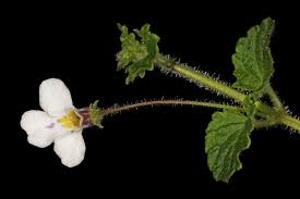 Image result for Diclis