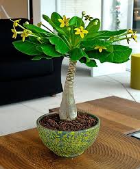 Ladies And Gentlemen This Is Literally The Best Thing This Fandom Has Ever Made Dies Dramatically Trees To Plant Plants Unusual Plants