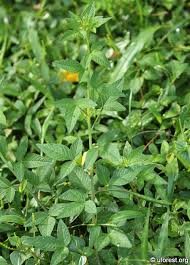 Image result for Cleome rutidosperma