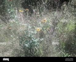 Image result for Tithonia tubaeformis