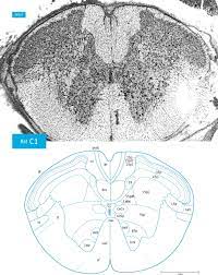 Proteine atlas rat this pipeline is designed to generate an atlas of the spinal cord based on electron micros. Atlas Of The Rat Spinal Cord Sciencedirect