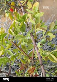 Image result for Tapinanthus oleifolius