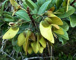 Image result for Acridocarpus chloropterus